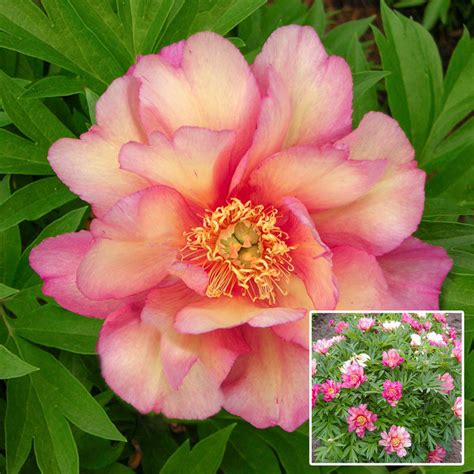 Buy Julia Rose Itoh Peony Sun Perennials For Sale Brecks