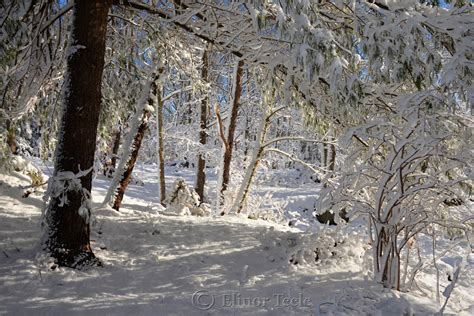 New England Woods February Snow 2016 Annisquam Ma 1 Squam Creative