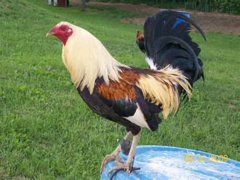 Game Rooster Breeds Yall Need To Put Some Hatchkelsos On Here If
