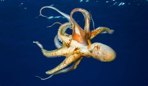 are octopuses smarter than humans octopus brain facts explained nayturr