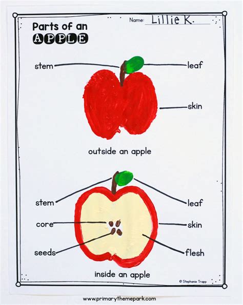 Parts Of An Apple Worksheets