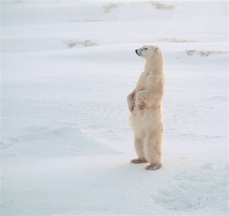 Polar Bear Pictures Images And Stock Photos Istock