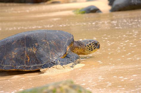 Hawaiian Green Sea Turtle 2 Photograph By Brian Harig