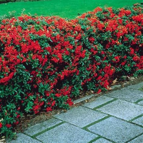 Maybe you would like to learn more about one of these? Pin on Plants- Pyracantha