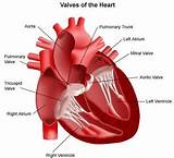 Cardiovascular Disease Symptoms And Treatment
