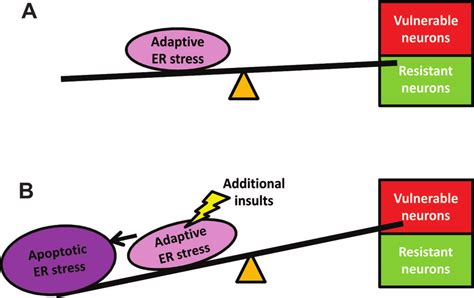 Model Of The Role Of Endoplasmic Reticulum Er Stress In Download