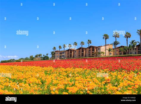 The Beautiful Flower Fields At Carlsbad California Stock Photo Alamy