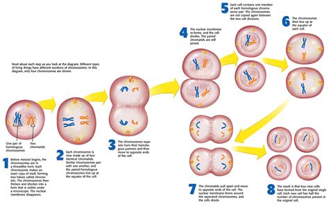 The words mitosis and meiosis can be confused by some as they seem a bit alike. Reflection: Mitosis and Meiosis - Eric Chen's Blog