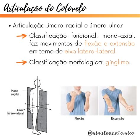 Minuto Anat Mico Articula O Do Cotovelo Anatomia Fisioterapia
