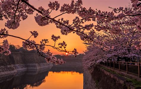 Обои закат, весна, Япония, сакура картинки на рабочий стол, раздел ...