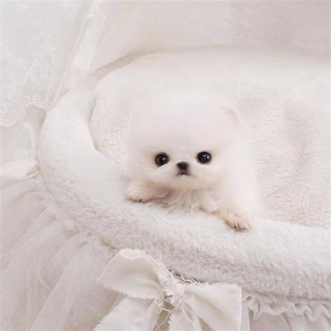 Noodles White Micro Teacup Pomeranian Microteacups