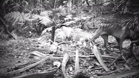 Eight recent sightings suggest the creature may still exist. Tasmanian Tiger - Thylacine Tribute - YouTube