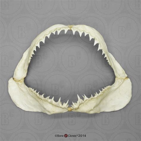 Great White Shark Jaw Small Bone Clones Inc Osteological
