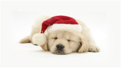 Christmas Puppy Dog Hd Wallpapers