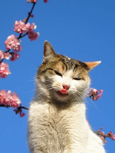 Sakura Cat Season Is In People Your Favorite Sakura Cats Flickr