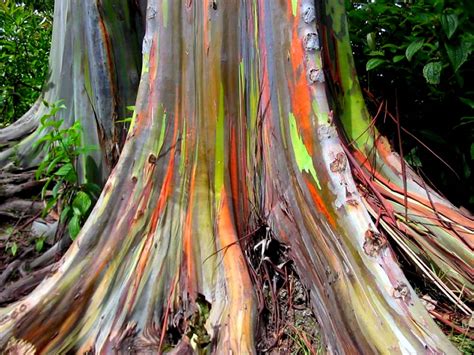 Rainbow Eucalyptus Discount Flooring Depot Blog