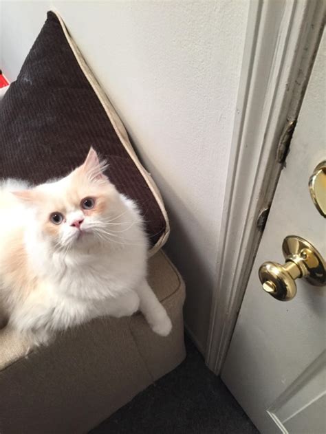 This Is The Saddest Cat In The Reddit World When His Owner Leaves For