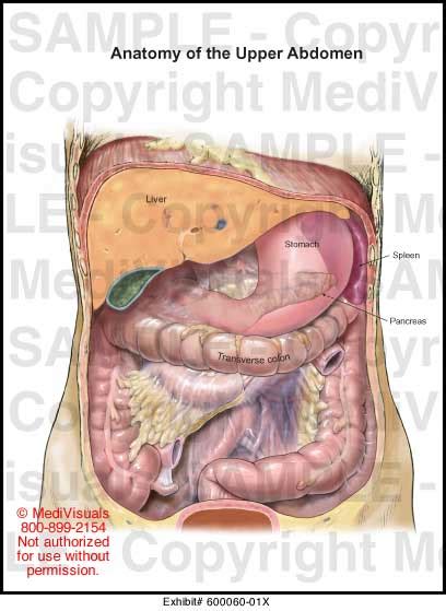 Upper Digestive System Diagram