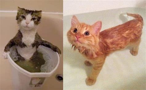 Or if your feline friend even needs help getting clean? Tips for How to Bathe Your Cat or Kitten | Myawesomecat.com