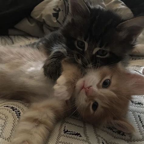 Cute Snuggling Kitten Pfp Ideas Inspo For Instagram Facebook Twitter