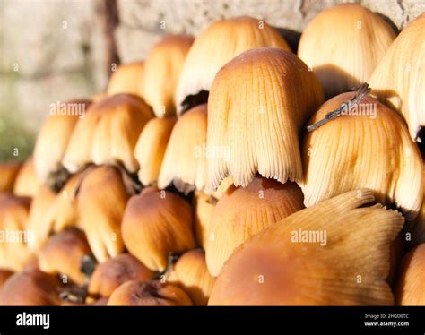 A Cluster Of Wild Toadstools Growing At The Bottom Of A Tree Stump In