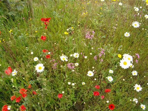 Grasslands Notice Nature