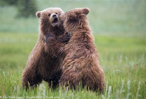 Brown Bear Cubs Playing Lake Clark National Park Alaska Photo Blog