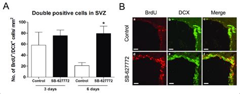 Gsk3β Inhibitor Promotes Neurogenesis In The Subventricular Zone Svz