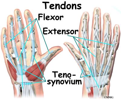The tendon is then cut closest to the toes and looped through the calcaneus and back onto the achilles. Wrist Anatomy | eOrthopod.com