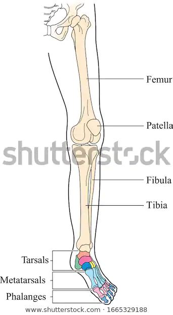Bones Lower Limb Vector Human Lower Stock Vector Royalty Free