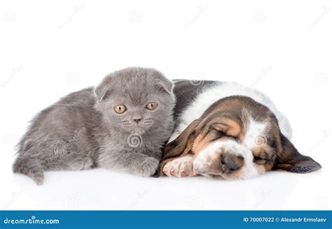 Gray Kitten And Sleeping Basset Hound Puppy Lying Together Isolated
