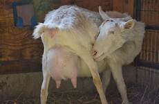 goat vulva kidding peg farmer