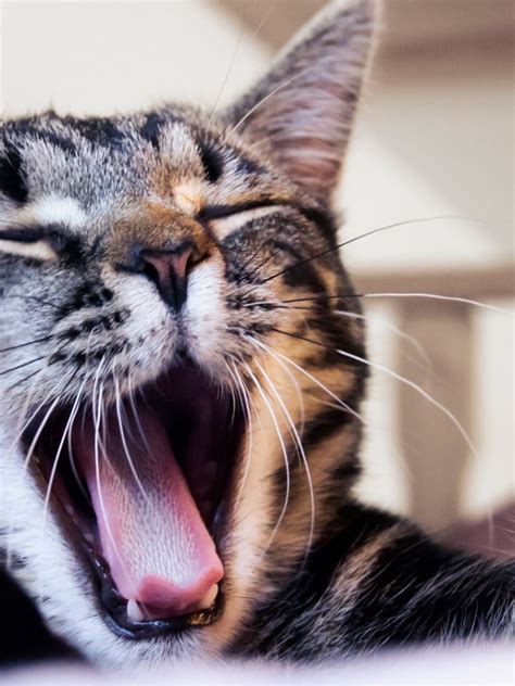 Cat Yawning Wallpapers Wallpaper Cave