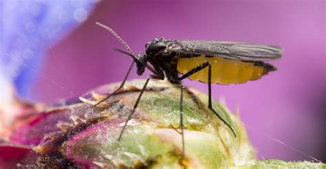 Fungus Gnat Control How To Identify And Get Rid Of Fungus
