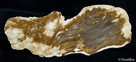 Petrified Driftwood Willamette Valley Oregon For Sale 2732