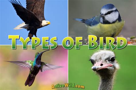 Different Types Of Birds List With Pictures And Interesting Facts
