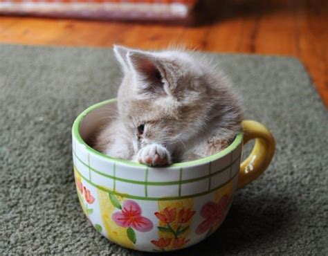 21 Pictures Of Cats Looking Cute In Cups