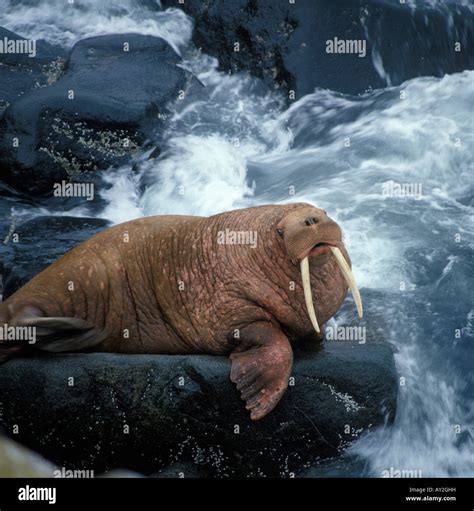 Walrus Walrus On Rock Marine Mammal Stock Photo Alamy