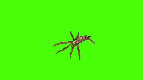 Spiders On Green Screen Creepy Crawling Stock Footage Video Of
