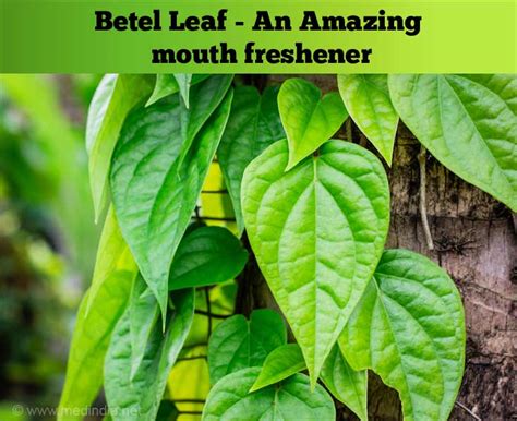 Top 10 Medicinal Benefits Of Betel Leaves