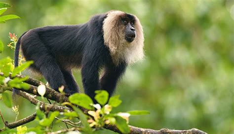 7 Unique Species Of Monkey To Spot In India