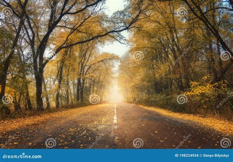 Autumn Forest In Fog With Country Road At Sunset Stock Photo Image Of