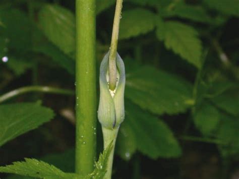 It is native to north america from quebec through minnesota south through florida and texas, where it is found growing in damp woods. Arisaema dracontium