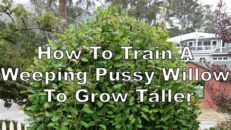 How To Train A Weeping Pussy Willow To Grow Taller My Xxx Hot Girl