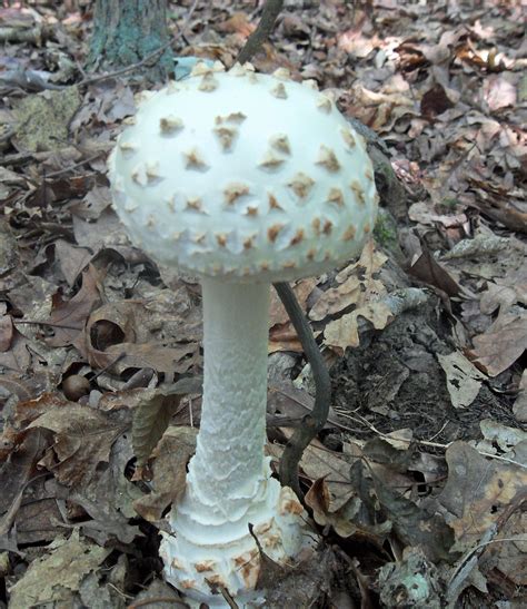 Poisonous Mushrooms Eat More Toadstools Blog