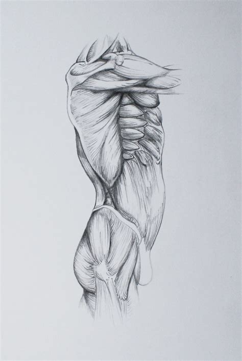 Beautiful anatomy of torso sketch metal poster created by matthew dalton. Megan McDonald Art & Design - Torso Muscle Drawings ...