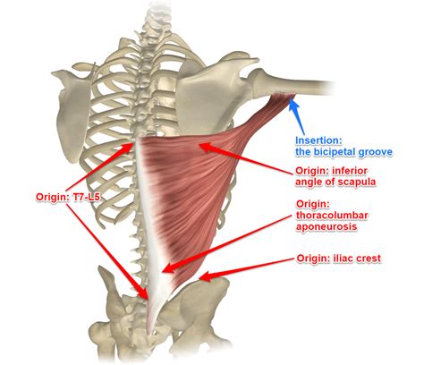 Latissimus Dorsi In 2022 Body Muscle Anatomy Muscle Anatomy