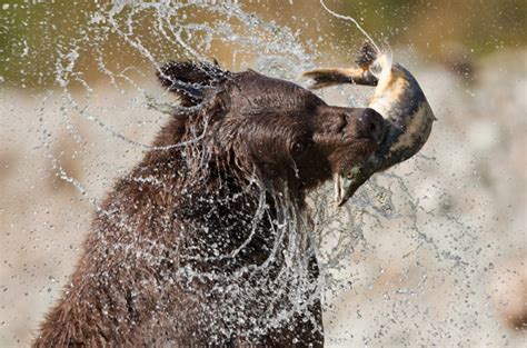 50 Examples Of Breathtaking Animal Photography 28 Fubiz Media