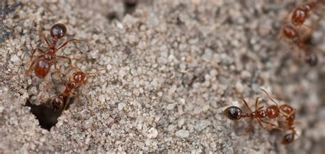 How To Identify Fire Ants And Prevent Infestations Observer Tree
