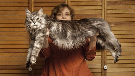 Record Holder Profile Video Stewie The Longest Cat In The World